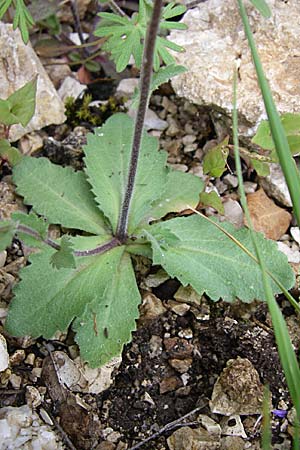 Arabis verna \ Fr&uuml;hlings-G�nsekresse / Spring Rock-Cress, GR Joannina 14.5.2008