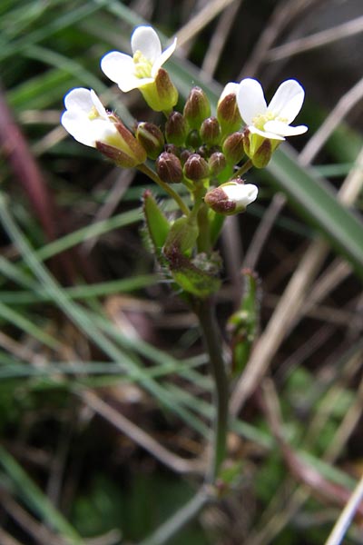 Arabis auriculata \ Gehrte Gnsekresse / Annual Rock-Cress, GR Timfi 17.5.2008