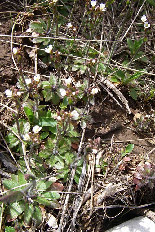 Arabis auriculata \ Gehrte Gnsekresse / Annual Rock-Cress, GR Timfi 17.5.2008