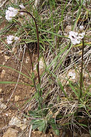 Arabis hirsuta \ Rauhaarige Gnsekresse / Hairy Rock-Cress, GR Timfi 17.5.2008