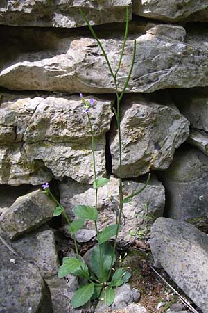 Arabis verna \ Fr&uuml;hlings-G�nsekresse / Spring Rock-Cress, GR Zagoria, Kipi 18.5.2008