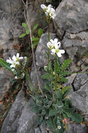 Arabis collina \ Hgel-Gnsekresse / Rosy Cress, GR Peloponnes, Taygetos 30.3.2013