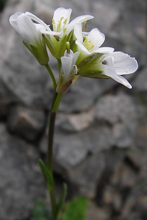 Arabis collina \ Hgel-Gnsekresse / Rosy Cress, GR Peloponnes, Taygetos 30.3.2013