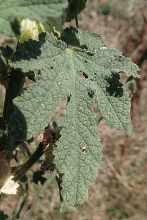 Alcea rosea \ Stockrose / Common Hollyhock, GR Euboea (Evia), Agia Anna 27.8.2017