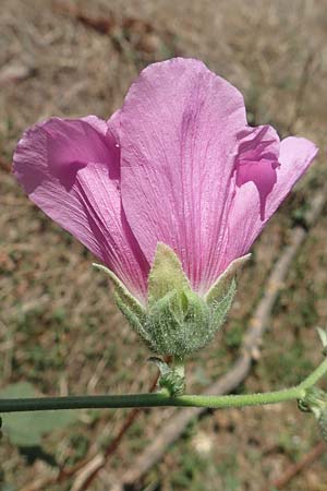 Alcea rosea \ Stockrose / Common Hollyhock, GR Euboea (Evia), Agia Anna 27.8.2017