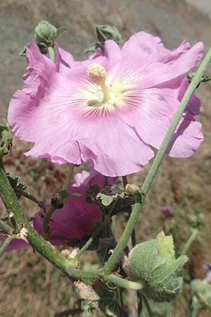 Alcea rosea \ Stockrose / Common Hollyhock, GR Euboea (Evia), Agia Anna 27.8.2017