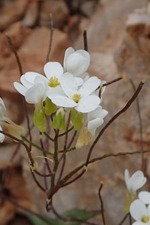 Arabis alpina subsp. alpina \ Alpen-Gnsekresse / Alpine Rock-Cress, GR Peloponnes, Chelmos 18.5.2024