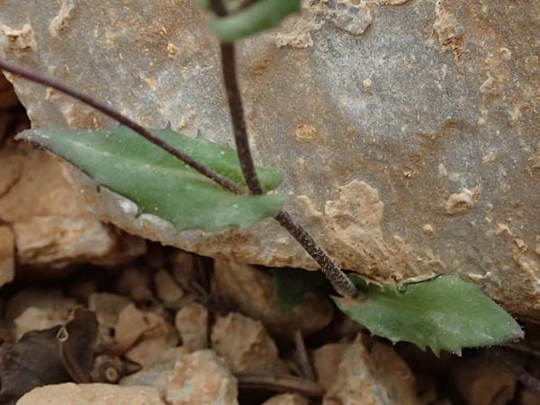 Arabis alpina subsp. alpina \ Alpen-Gnsekresse / Alpine Rock-Cress, GR Peloponnes, Chelmos 18.5.2024