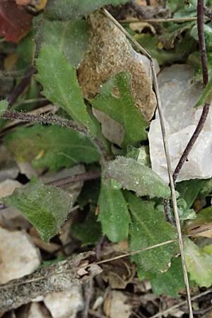 Arabis alpina subsp. alpina \ Alpen-Gnsekresse / Alpine Rock-Cress, GR Peloponnes, Chelmos 18.5.2024