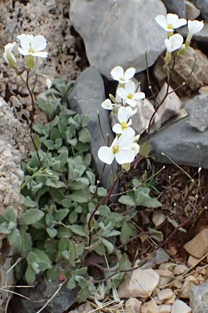 Arabis alpina subsp. alpina \ Alpen-Gnsekresse / Alpine Rock-Cress, GR Peloponnes, Chelmos 18.5.2024