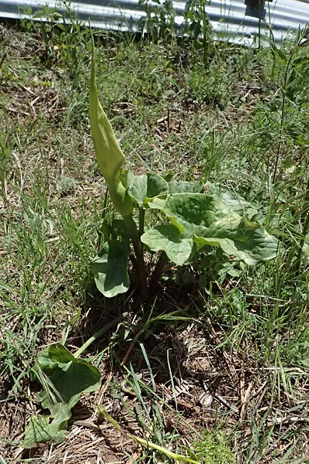 Arum cylindraceum \ Sdstlicher Aronstab / Alpine Arum, Danish Arum, GR Peloponnes, Saitas 19.5.2024