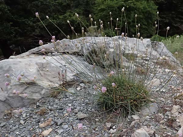 Armeria rumelica \ Rumelische Grasnelke / Rumelian Thrift, GR Peloponnes, Taygetos 27.5.2024