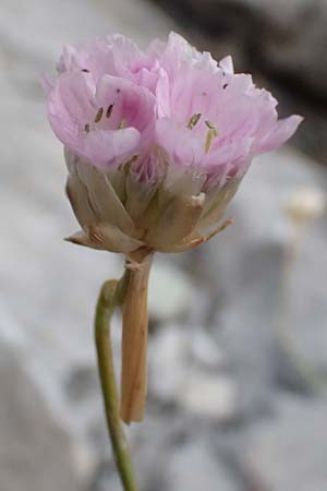 Armeria rumelica \ Rumelische Grasnelke / Rumelian Thrift, GR Peloponnes, Taygetos 27.5.2024