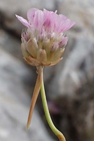 Armeria rumelica \ Rumelische Grasnelke / Rumelian Thrift, GR Peloponnes, Taygetos 27.5.2024