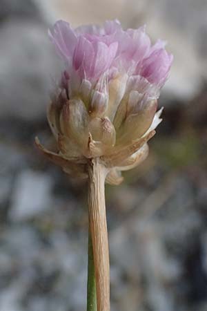 Armeria rumelica \ Rumelische Grasnelke / Rumelian Thrift, GR Peloponnes, Taygetos 27.5.2024
