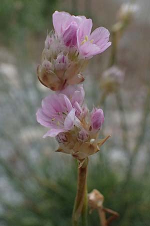 Armeria rumelica \ Rumelische Grasnelke / Rumelian Thrift, GR Peloponnes, Taygetos 27.5.2024