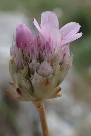 Armeria rumelica \ Rumelische Grasnelke / Rumelian Thrift, GR Peloponnes, Taygetos 27.5.2024