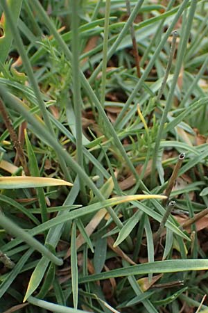 Armeria rumelica \ Rumelische Grasnelke / Rumelian Thrift, GR Peloponnes, Taygetos 27.5.2024