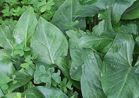 Arum concinnatum \ Sch&ouml;ner Aronstab, H&uuml;bscher Aronstab / Elaborated Arum, GR Korinth/Corinth 1.12.2012 (Photo: Gisela Nikolopoulou)