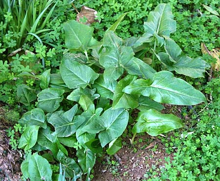 Arum concinnatum \ Sch&ouml;ner Aronstab, H&uuml;bscher Aronstab / Elaborated Arum, GR Korinth/Corinth 27.11.2013 (Photo: Gisela Nikolopoulou)