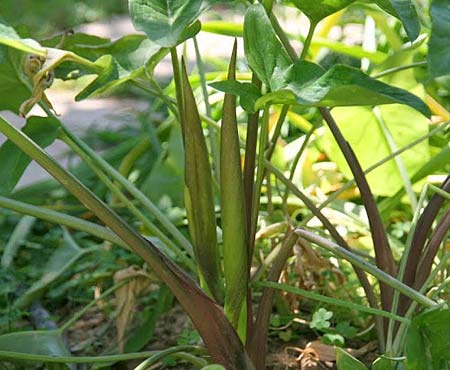 Arum concinnatum \ Sch&ouml;ner Aronstab, H&uuml;bscher Aronstab / Elaborated Arum, GR Korinth/Corinth 26.4.2014 (Photo: Gisela Nikolopoulou)