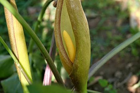 Arum concinnatum \ Sch&ouml;ner Aronstab, H&uuml;bscher Aronstab / Elaborated Arum, GR Korinth/Corinth 29.4.2014 (Photo: Gisela Nikolopoulou)