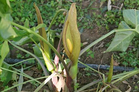 Arum concinnatum \ Sch&ouml;ner Aronstab, H&uuml;bscher Aronstab / Elaborated Arum, GR Korinth/Corinth 29.4.2014 (Photo: Gisela Nikolopoulou)