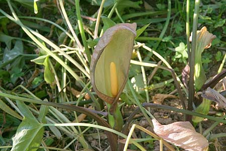 Arum concinnatum \ Sch&ouml;ner Aronstab, H&uuml;bscher Aronstab / Elaborated Arum, GR Korinth/Corinth 7.5.2014 (Photo: Gisela Nikolopoulou)