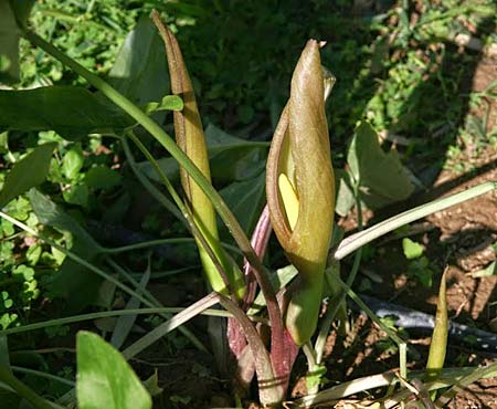 Arum concinnatum \ Sch&ouml;ner Aronstab, H&uuml;bscher Aronstab / Elaborated Arum, GR Korinth/Corinth 29.4.2014 (Photo: Gisela Nikolopoulou)