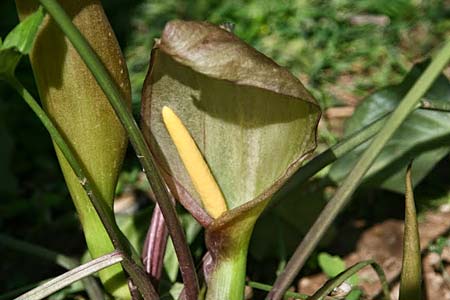 Arum concinnatum \ Sch&ouml;ner Aronstab, H&uuml;bscher Aronstab / Elaborated Arum, GR Korinth/Corinth 30.4.2014 (Photo: Gisela Nikolopoulou)