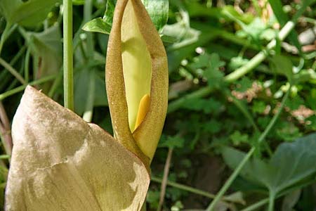 Arum concinnatum \ Sch&ouml;ner Aronstab, H&uuml;bscher Aronstab / Elaborated Arum, GR Korinth/Corinth 30.4.2014 (Photo: Gisela Nikolopoulou)