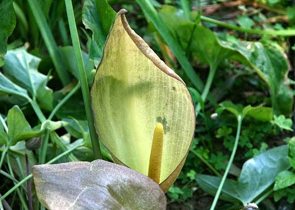 Arum concinnatum \ Sch&ouml;ner Aronstab, H&uuml;bscher Aronstab / Elaborated Arum, GR Korinth/Corinth 1.5.2014 (Photo: Gisela Nikolopoulou)