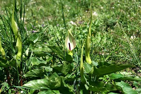 Arum cylindraceum \ Sdstlicher Aronstab / Alpine Arum, Danish Arum, GR Peloponnes, Kyllini-Massiv / Peloponnese, Mount Kyllini 4.6.2012 (Photo: Gisela Nikolopoulou)
