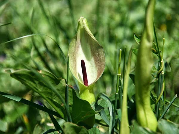 Arum cylindraceum \ Sdstlicher Aronstab / Alpine Arum, Danish Arum, GR Peloponnes, Kyllini-Massiv / Peloponnese, Mount Kyllini 4.6.2012 (Photo: Gisela Nikolopoulou)