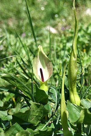 Arum cylindraceum \ Sdstlicher Aronstab / Alpine Arum, Danish Arum, GR Peloponnes, Kyllini-Massiv / Peloponnese, Mount Kyllini 4.6.2012 (Photo: Gisela Nikolopoulou)