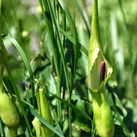 Arum cylindraceum \ Sdstlicher Aronstab / Alpine Arum, Danish Arum, GR Peloponnes, Kyllini-Massiv / Peloponnese, Mount Kyllini 4.6.2012 (Photo: Gisela Nikolopoulou)
