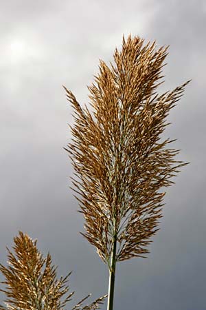 Arundo donax \ Pfahlrohr, Spanisches Rohr / Giant Reed, GR Korinth/Corinth 19.10.2010 (Photo: Gisela Nikolopoulou)