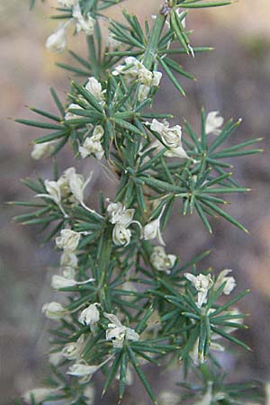 Asparagus acutifolius \ Strauchiger Spargel / Sharp-Leaved Asparagus, GR Meteora 28.8.2007