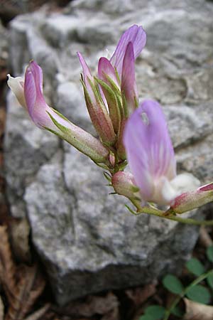 Astragalus monspessulanus \ Franzsischer Tragant / Montpellier Milk-Vetch, GR Aoos - Schlucht / Gorge 16.5.2008