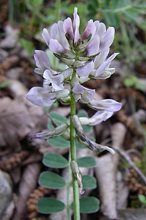 Astragalus depressus \ Niedriger Tragant / Sprawling Milk-Vetch, GR Zagoria, Mikro Papingko 17.5.2008