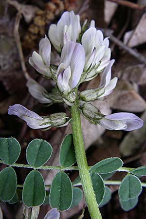 Astragalus depressus \ Niedriger Tragant / Sprawling Milk-Vetch, GR Zagoria, Mikro Papingko 17.5.2008