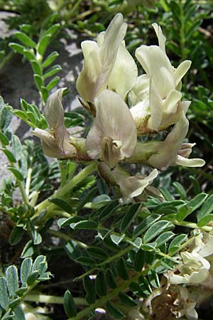 Astragalus depressus \ Niedriger Tragant / Sprawling Milk-Vetch, GR Zagoria, Mikro Papingko 17.5.2008
