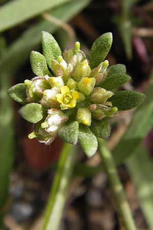 Alyssum minutum \ Kleines Steinkraut / Small Alison, GR Peloponnes, Andritsena 29.3.2013