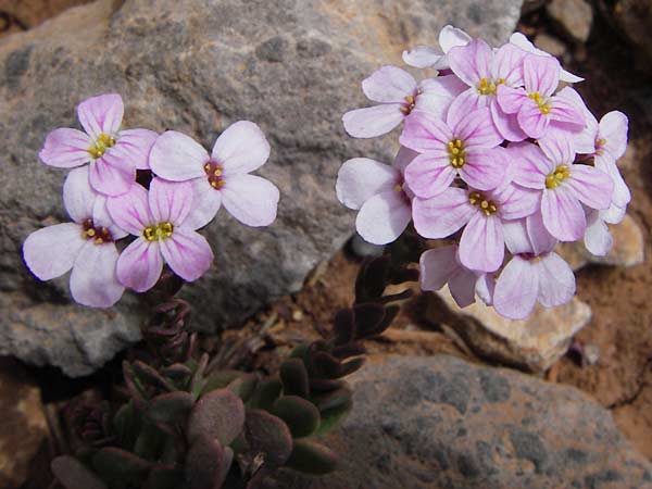 Aethionema saxatile subsp. graecum \ Griechisches Steint�schel / Greek Candytuft, GR Peloponnes, Kremasti 31.3.2013