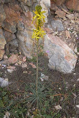 Asphodeline lutea \ Junkerlilie, Gelber Affodill / Yellow Asphodel, GR Parnitha 3.4.2013
