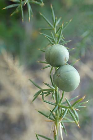 Asparagus aphyllus \ Blattloser Spargel / Mediterranean Asparagus, Prickly Asparagus, GR Euboea (Evia), Neos Pirgos 25.8.2017