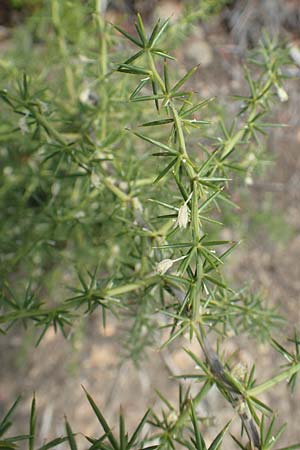 Asparagus aphyllus \ Blattloser Spargel / Mediterranean Asparagus, Prickly Asparagus, GR Euboea (Evia), Neos Pirgos 27.8.2017