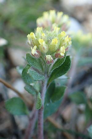 Alyssum simplex \ Gew&ouml;hnliches Steinkraut, Einfache Steinkresse / Common Alison, GR Parnitha 22.3.2019