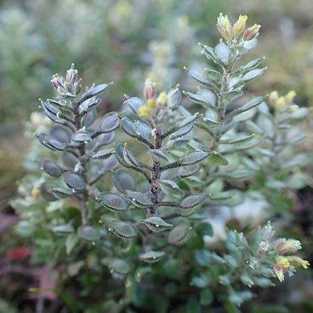 Alyssum simplex \ Gew&ouml;hnliches Steinkraut, Einfache Steinkresse / Common Alison, GR Parnitha 22.3.2019