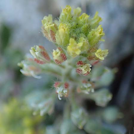 Alyssum simplex \ Gew&ouml;hnliches Steinkraut, Einfache Steinkresse / Common Alison, GR Parnitha 22.3.2019